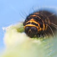 Cinnabar Moth Caterpillar 1 